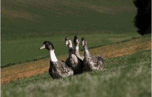 Canard des Landes