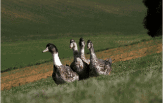 Salade d’Aiguillettes de Canard des Landes aux grains de moutarde