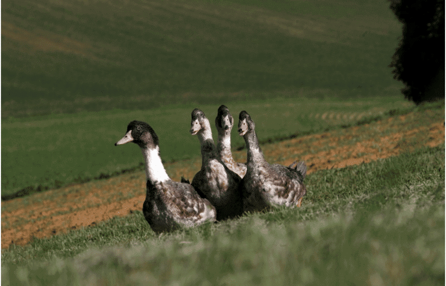 Salade d’Aiguillettes de Canard des Landes aux grains de moutarde