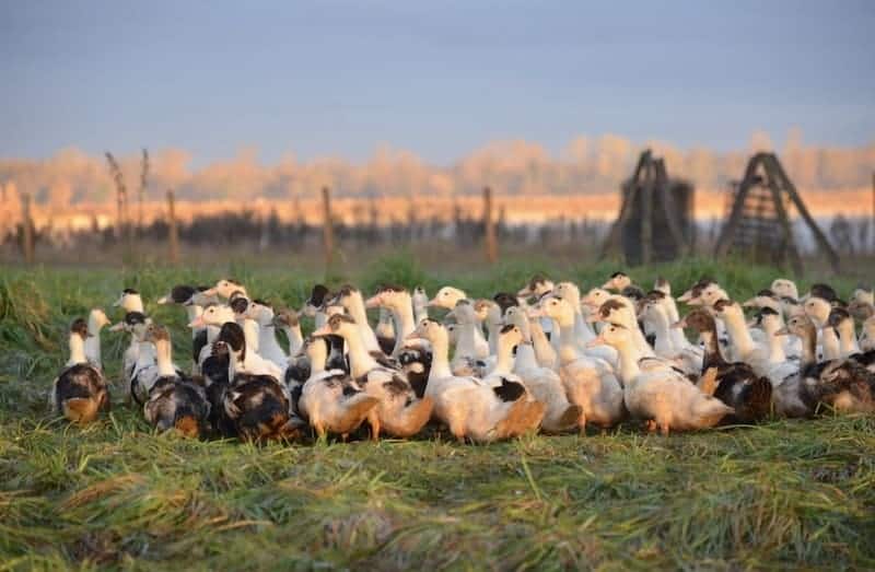 Canard Gras des Landes pour la production de Foie Gras