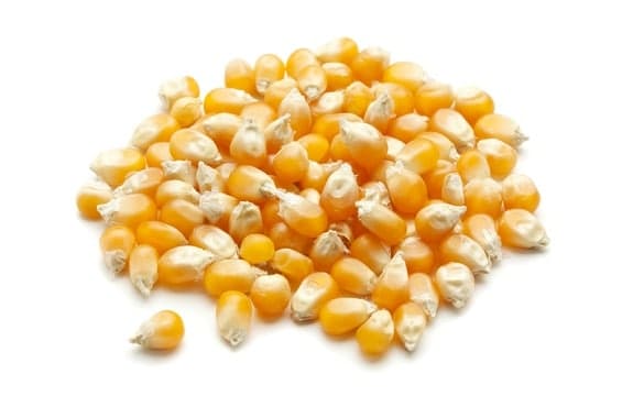 grains de maïs