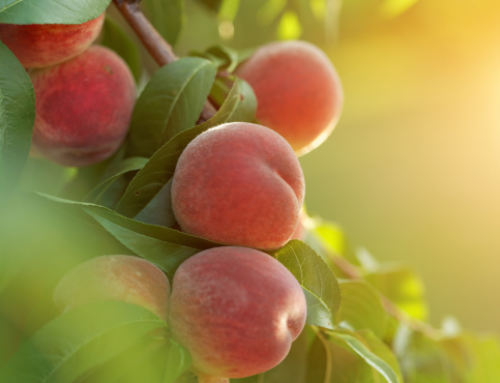 Le mariage exquis des Aiguillettes de Canard et des fruits et légumes de saison !