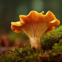 Chanterelle / girolle